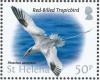 Colnect-4524-389-Red-billed-Tropicbird-Phaethon-aethereus.jpg