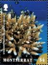 Colnect-5072-244-Acropora-cervicornis.jpg