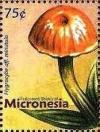 Colnect-5782-126-Hygrocybe-aff-minutula.jpg