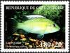 Colnect-6142-435-G%C3%BCnther-s-Moutbrooder-Chromidotilapia-guntheri.jpg