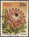 Colnect-772-849-Queen-protea-Protea-magnifica.jpg