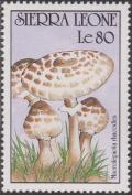 Colnect-1496-903-Macrolepiota-rhacodes.jpg