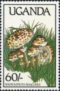 Colnect-1712-392-Macrolepiota-rhacodes.jpg