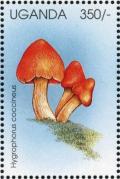 Colnect-1712-465-Hygrophorus-coccineus.jpg