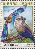 Colnect-3566-105-Blue-bellied-Roller---Coracias-cyanogaster.jpg