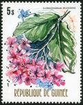 Colnect-3772-486-Clerodendrum-splendens.jpg