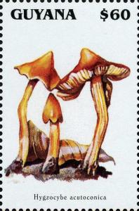 Colnect-3093-106-Hygrocybe-acutoconica.jpg