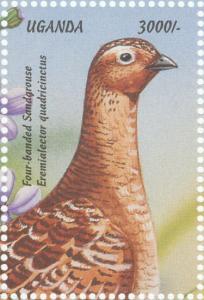 Colnect-1715-809-Four-banded-Sandgrouse%C2%A0Pterocles-quadricinctus%C2%A0.jpg