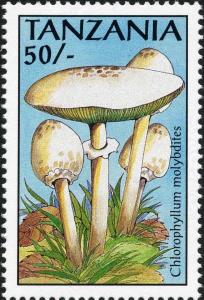 Colnect-3229-083-Chlorophyllum-molybdites.jpg