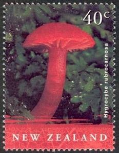 Colnect-1963-131-Hygrocybe-rubrocarnosa.jpg