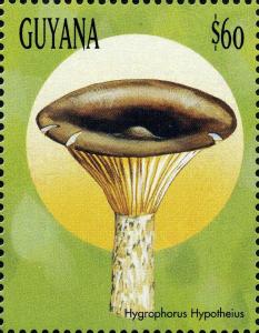 Colnect-3122-302-Hygrophorus-hypotheius.jpg