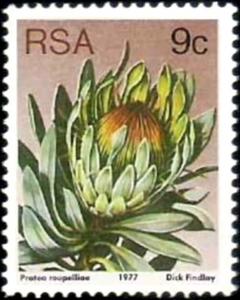 Colnect-3738-020-Protea-roupelliae.jpg