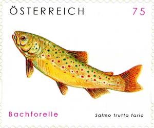 Colnect-1088-135-River-Trout-Salmo-trutta-fario.jpg