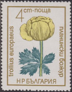 Colnect-1469-156-Trollius-europaeus.jpg