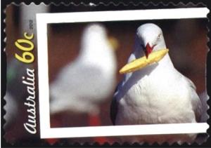 Colnect-1554-564-Silver-Gull-Chroicocephalus-novaehollandiae.jpg