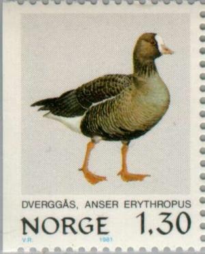 Colnect-161-996-Lesser-White-fronted-Goose-Anser-erythropus.jpg