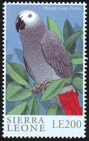 Colnect-2194-120-Grey-Parrot-Psittacus-erithacus.jpg