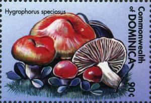 Colnect-3051-346-Hygrophorus-speciosus.jpg