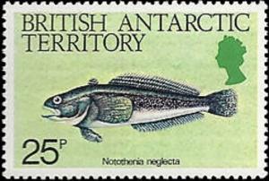 Colnect-3076-678-Yellowbelly-Rockcod-Notothenia-neglecta.jpg