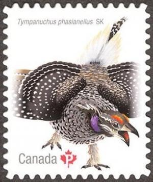 Colnect-3643-913-Sharp-tailed-Grouse-Tympanuchus-phasianellus.jpg