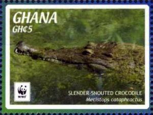 Colnect-3658-032-Slender-snouted-Crocodile-Crocodylus-cataphractus.jpg