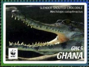 Colnect-3658-033-Slender-snouted-Crocodile-Crocodylus-cataphractus.jpg