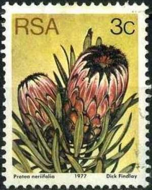 Colnect-3737-802-Protea-nerlifolia.jpg