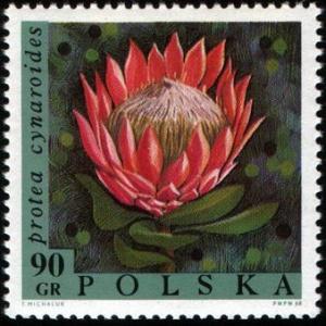 Colnect-3962-656-Protea-cynaroides.jpg