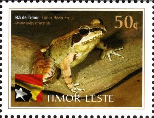 Colnect-4093-815-Timor-River-Frog---Limnonectes-timorensis.jpg