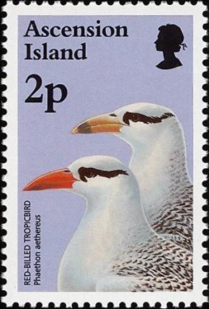 Colnect-4414-464-Red-billed-Tropicbird-Phaethon-aethereus.jpg