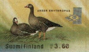 Colnect-5550-363-Lesser-White-fronted-Goose-Anser-erythropus.jpg