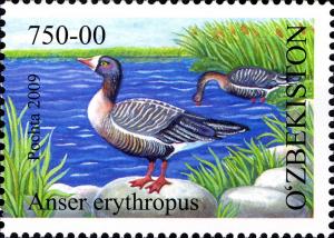 Colnect-851-015-Lesser-White-fronted-Goose-Anser-erythropus.jpg