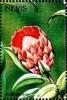 Colnect-3544-798-Protea-obtusifolia.jpg