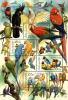 Colnect-3737-178-Parrots---MiNo-406-09.jpg