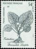 Colnect-3225-210-Dicrocephala-latifolia.jpg