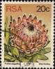 Colnect-772-849-Queen-protea-Protea-magnifica.jpg