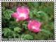 Colnect-3483-353-Rosa-Macrophila.jpg