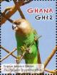 Colnect-4241-287-Brown-headed-Parrot----Poicephalus-cryptoxanthus.jpg