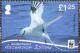 Colnect-4414-491-Red-billed-Tropicbird-Phaethon-aethereus.jpg