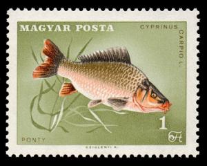 1844_Carp_100.jpg