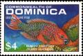 Colnect-2293-266-Rainbow-Parrotfish-Scarus-guacamaia.jpg