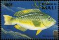 Colnect-2377-121-Rainbow-Parrotfish-Scarus-guacamaia.jpg