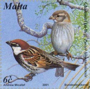 Colnect-131-472-Spanish-Sparrow-Passer-hispaniolensis.jpg