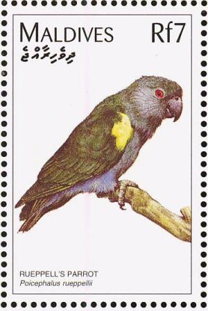 Colnect-1631-936-Ruppell-s-Parrot-Poicephalus-rueppellii.jpg