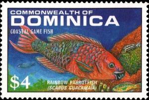 Colnect-2293-266-Rainbow-Parrotfish-Scarus-guacamaia.jpg