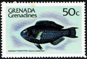 Colnect-2368-802-Midnight-Parrotfish-Scarus-coelestinus.jpg