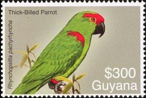 Colnect-3742-930-Thick-billed-Parrot-Rhynchopsitta-pachyrhyncha.jpg