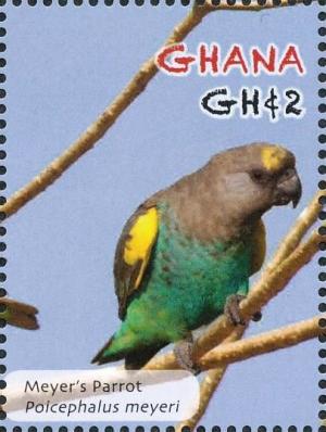 Colnect-4241-284-Meyer-s-Parrot----Poicephalus-meyeri.jpg