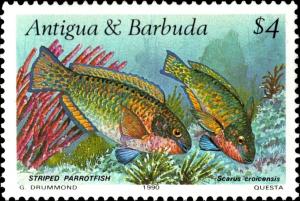 Colnect-4507-894-Striped-Parrotfish-Scarus-croicensis.jpg