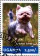 Colnect-3438-327-Yorkshire-Terrier-Canis-lupus-familiaris.jpg